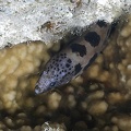 Scuticaria trigrina  Tiger reef-eel  Tigermur  ne 1 2