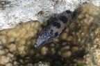 Scuticaria trigrina  Tiger reef-eel  Tigermur  ne 1 2
