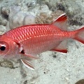 Myripristis murdjan  Pinecone soldierfish  Wei  saum Soldatenfisch 7 2