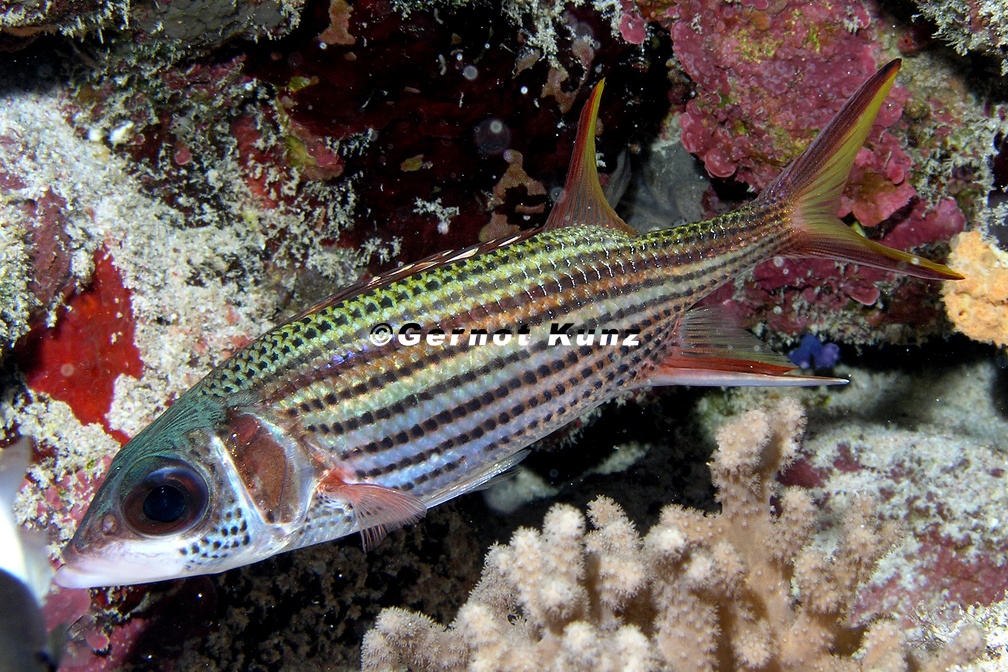 Neoniphon sammara  Sammara squirrelfish  Blutfleck-Husar 2