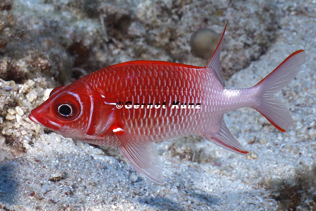 Sargocentron caudimaculatum  Silverspot squirrelfish  Silberfleckhusar 1 2