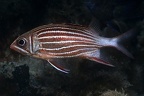 Sargocentron diadema  Crown squirrelfish  Didaemhusar 3 1