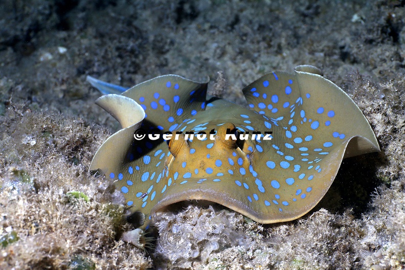 Taeniura_lymma__Ribbontail_stingray__Blaupunkt-Stechrochen_1_2.jpg