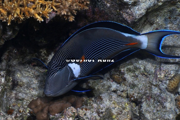 Acanthurus sohal  Arabischer Doktorfisch 1 2