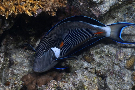 Acanthurus sohal  Arabischer Doktorfisch 1 2