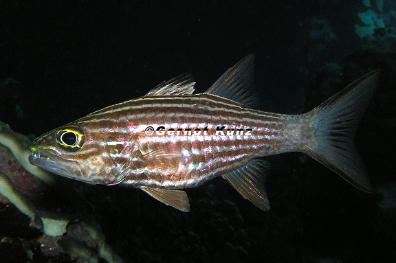 Cheilodipterus macrodon  Tiger-Kardinalbarsch 9 5
