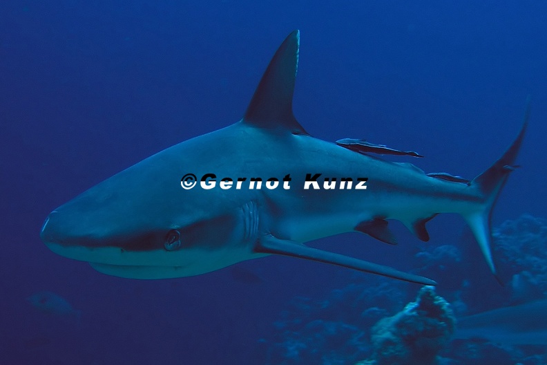 Carcharhinus_amblyrhynchos__Grey_reef_shark__Grauer_Riffhai_16_1.jpg