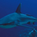 Carcharhinus amblyrhynchos  Grey reef shark  Grauer Riffhai 16 1