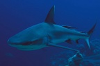 Carcharhinus amblyrhynchos  Grey reef shark  Grauer Riffhai 16 1