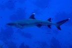 Triaenodon obesus  Whitetip reef shark  Wei  spitzen-Riffhai M1 2