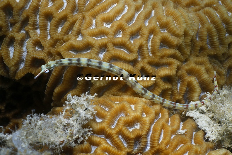 Corythoichthys flavovasciatus  Netz-Seenadel 1 2