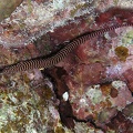 Dunckerocampus multiannulatus  Geringelte Seenadel 1 2