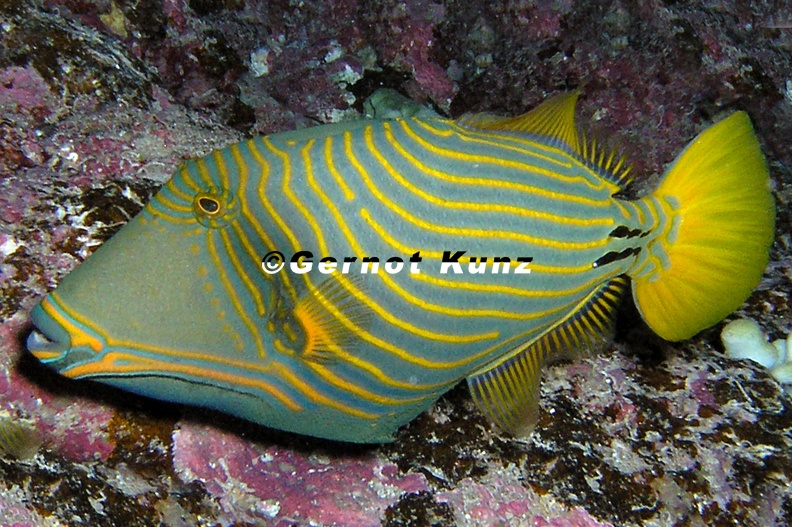 Balistapus undulatus  Orange-lined triggerfish  Orangestreifen-Dr  ckerfisch 2 2