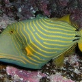 Balistapus undulatus  Orange-lined triggerfish  Orangestreifen-Dr  ckerfisch 2 2