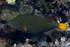 Balistapus undulatus  Orangestreifen-Dr  ckerfisch 1 2