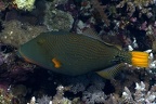 Balistapus undulatus  Orangestreifen-Dr  ckerfisch 1 2