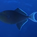 Odonus niger  Red-toothed triggerfish  Rotzahn-Dr  ckerfisch 1 2