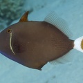 Sufflamen albicaudatus  Bluethroat triggerfish  Rotmeer-Blaubrustdr  cker 6 1