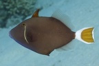 Sufflamen albicaudatus  Bluethroat triggerfish  Rotmeer-Blaubrustdr  cker 6 1