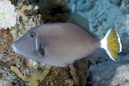 Sufflamen albicaudatus  Bluethroat triggerfish  Rotmeer-Blaubrustdr  cker W5 2