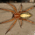 Anyphaenidae indet3