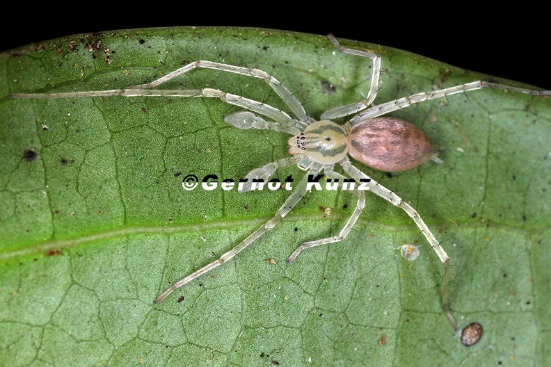 Wulfila_sp1.jpg