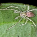 Wulfila sp1