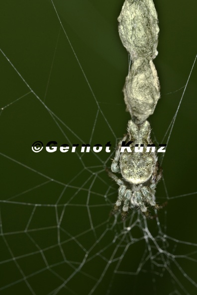 Allocyclosa bifurcata 8 2