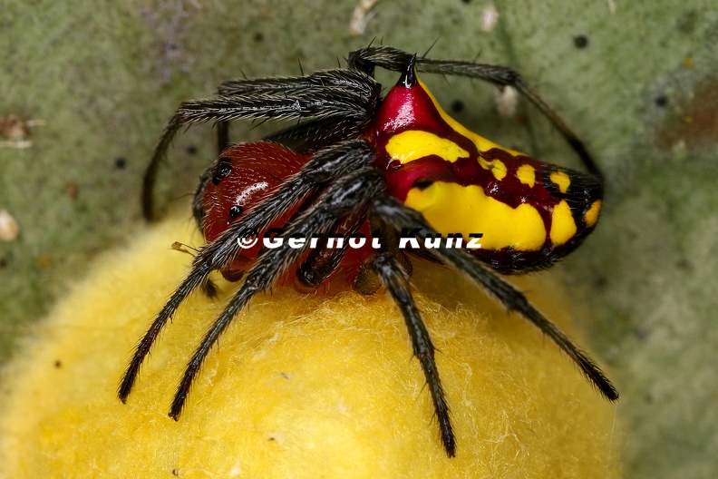 Alpaida bicornuta  Spiny flag spider  1 2