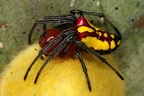 Alpaida bicornuta  Spiny flag spider  1 2