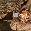 Araneidae indet13