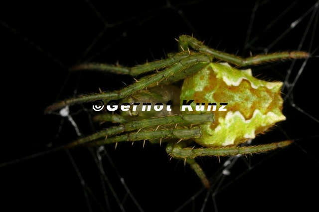 Araneidae_indet_16.JPG