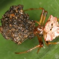 Araneidae indet 17