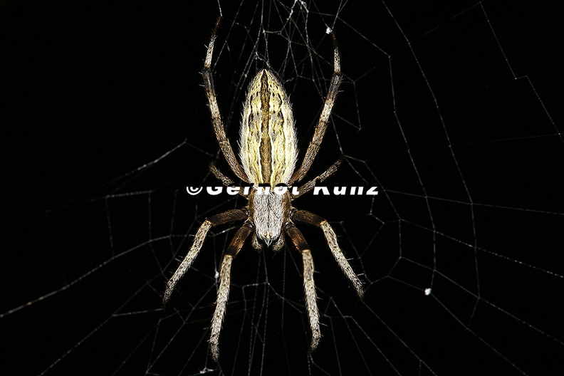 Araneidae indet 26 2 - Araneidae_indet_26_2.jpg Araneidae_indet_26_2.jpg