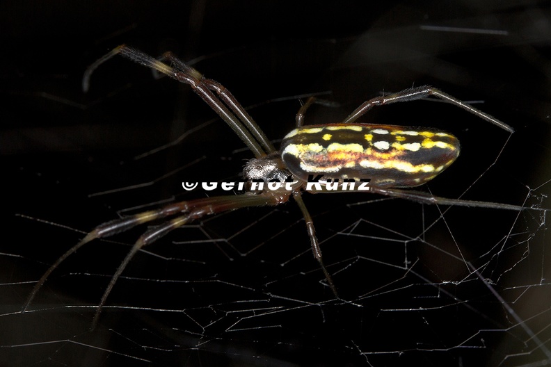 Araneidae_indet_29.jpg