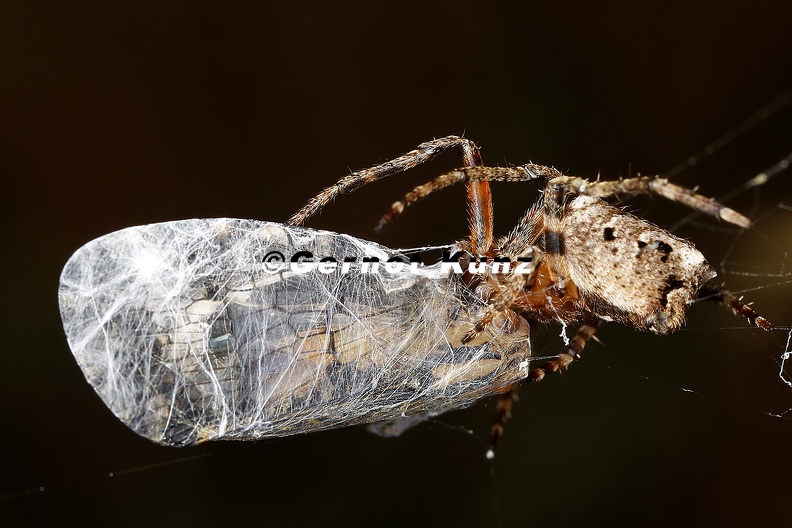 Araneidae indet  1  amp  Nogodinidae 1 2