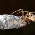 Araneidae indet  1  amp  Nogodinidae 1 2