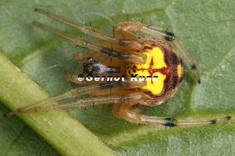 Araneidae indet  22 2
