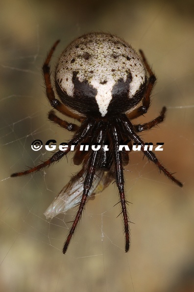 Araneidae indet  24 2