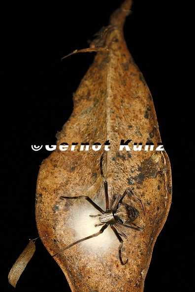 Araneidae indet  27 2