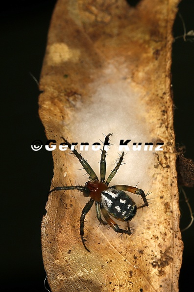 Araneidae indet  28 2