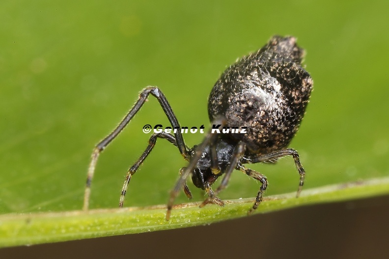 Araneidae indet  5 2
