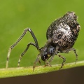 Araneidae indet  5 2