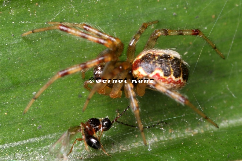 Araneidae indet  6 2
