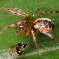 Araneidae indet  6 2