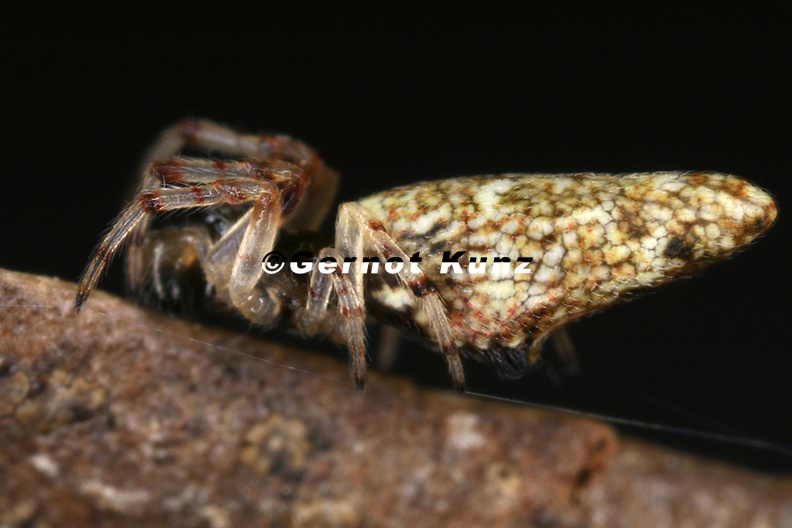 Araneidae indet  8 1