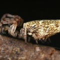 Araneidae indet  8 1