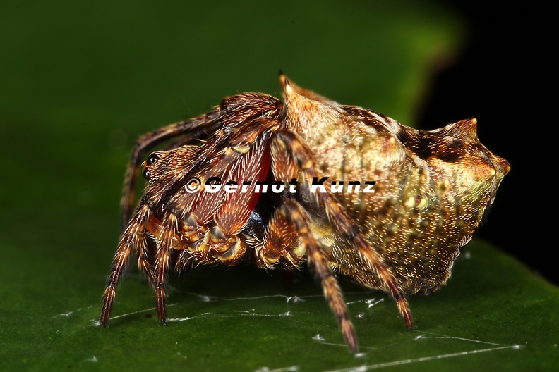 Araneidae indet  9 2