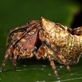 Araneidae indet  9 2