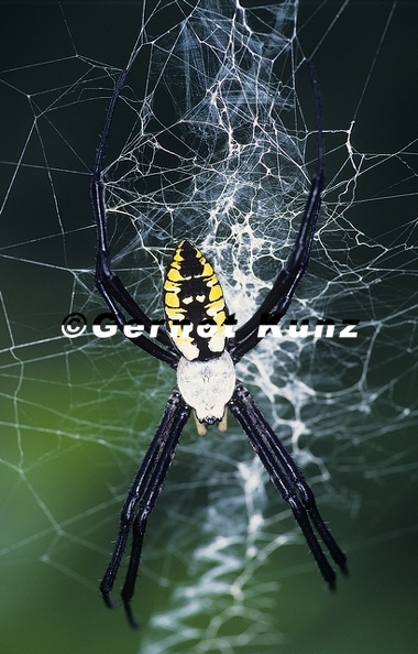 Argiope_sp_1.jpg